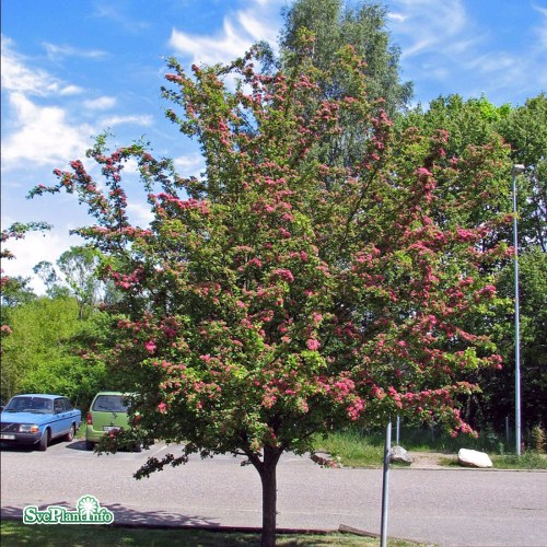 Crataegus  media Pauls Scarlet