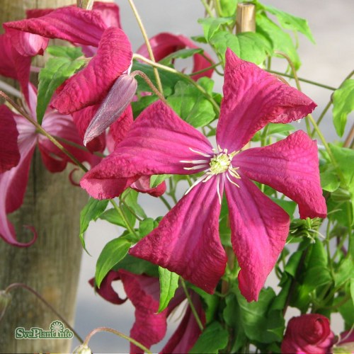 Clematis (Viticella-Gruppen) Madame Julia Correvon