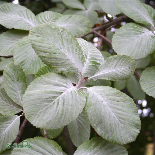 Sorbus aria Lutescens