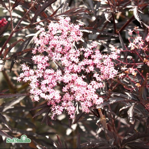 Sambucus nigra BLACK LACE