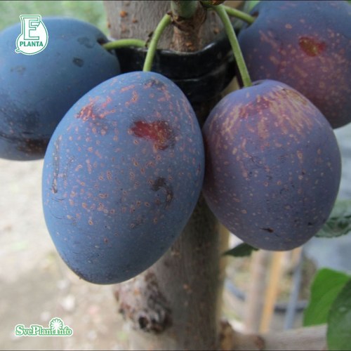 Experimentalf�ltets Sviskon E