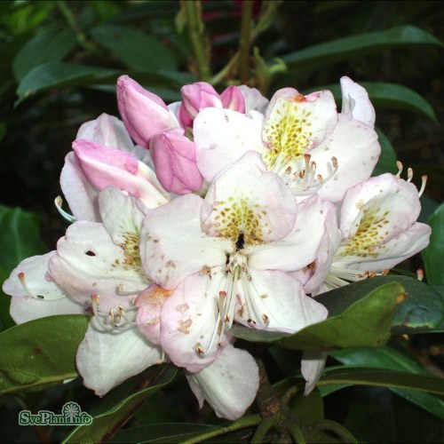 Rhododendron Gomer Waterer