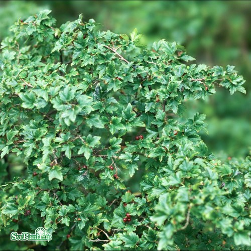 Ribes alpinum Pumilum