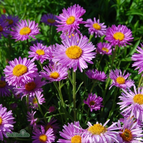 Aster alpinus Happy End