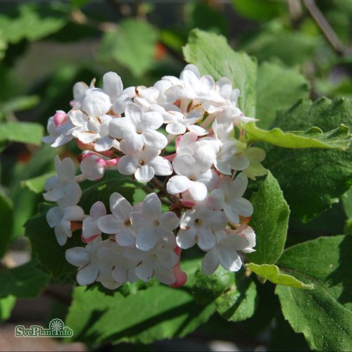 Viburnum carlesii Aurora