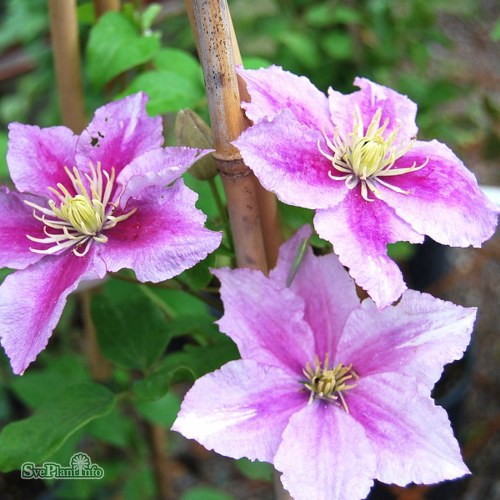 Clematis (TS) Piilu