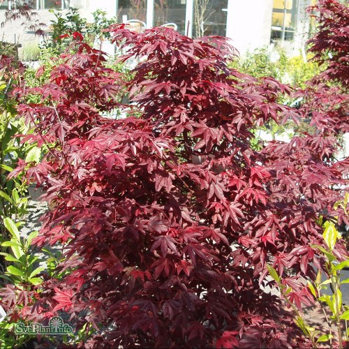 Acer palmatum Bloodgood