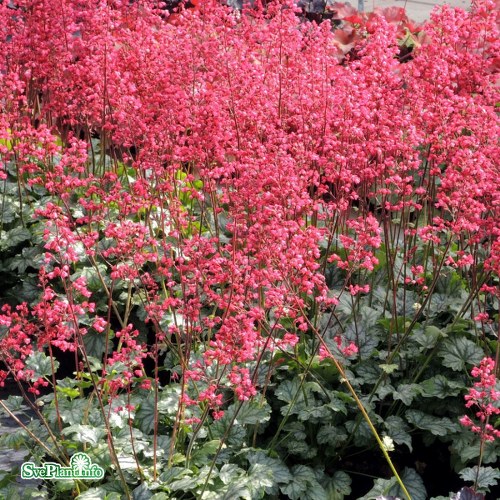 Heuchera Paris