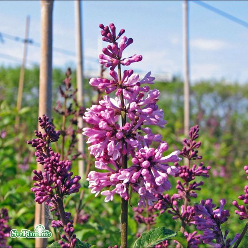 Syringa  josiflexa Royalty