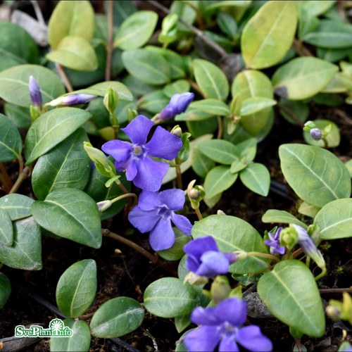 Vinca minor