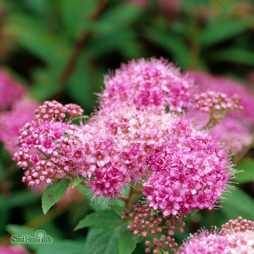 Spiraea japonica Manon