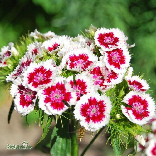Dianthus barbatus