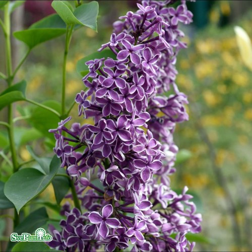 Syringa vulgaris Sensation