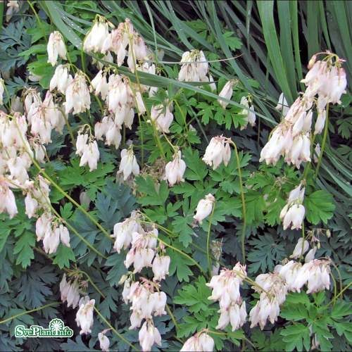Dicentra formosa Alba