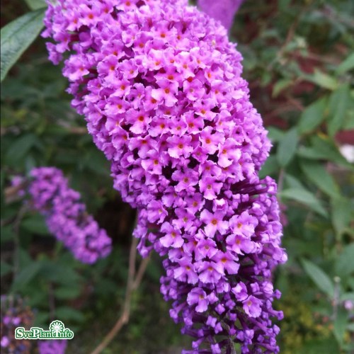 Buddleja davidii Pink Delight