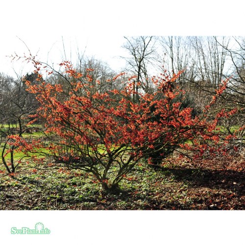 Hamamelis  intermedia Diane