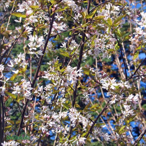 Amelanchier  grandiflora Robin Hill