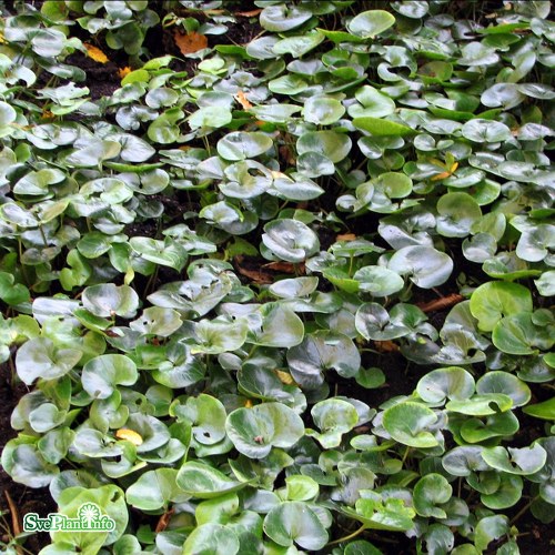 Asarum europaeum