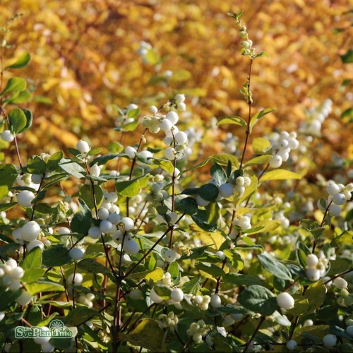 Symphoricarpos × doorenb. White Hedge