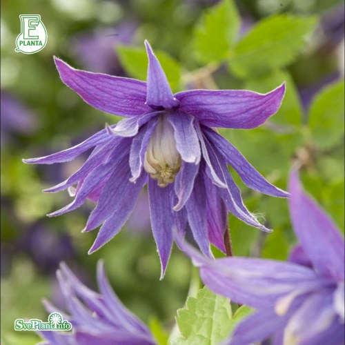 Clematis (Atragene) Clochette Pride E