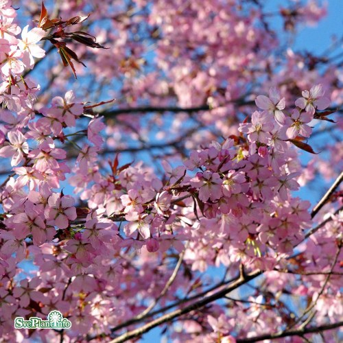Prunus sargentii
