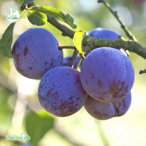 Reine Claude dAlthans