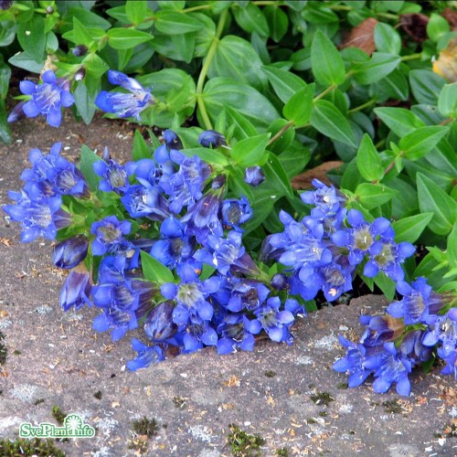 Gentiana septemfida var. lagodechiana