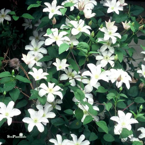 Clematis (SS) Huldine