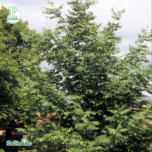 Pterocarya fraxinifolia FK UPPSALA E