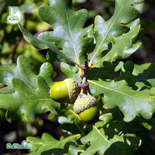 Quercus robur FK ULTUNA E