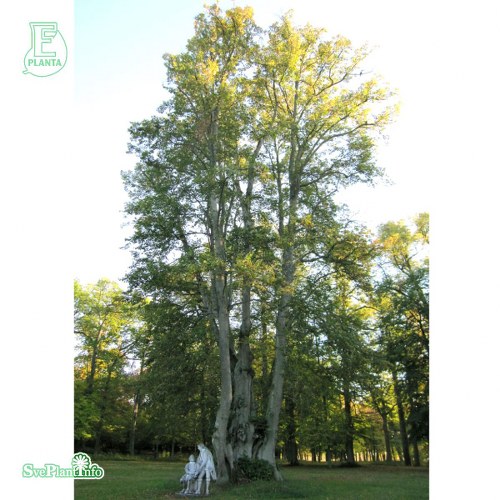 Tilia � europaea KRISTINA E