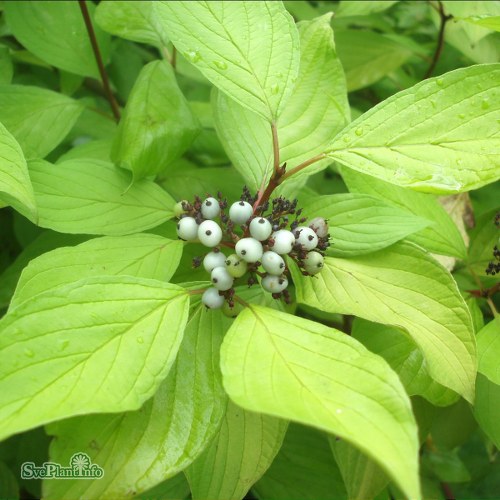 Cornus alba Aurea