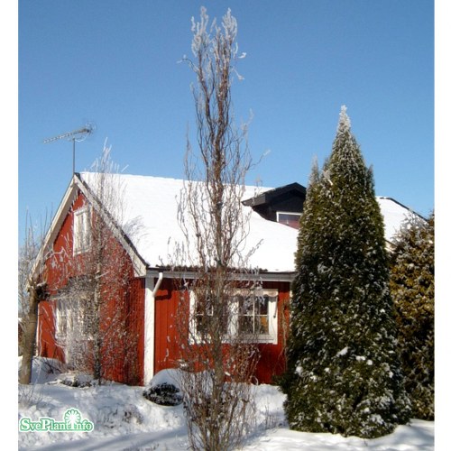 Fagus sylvatica Dawyck Gold