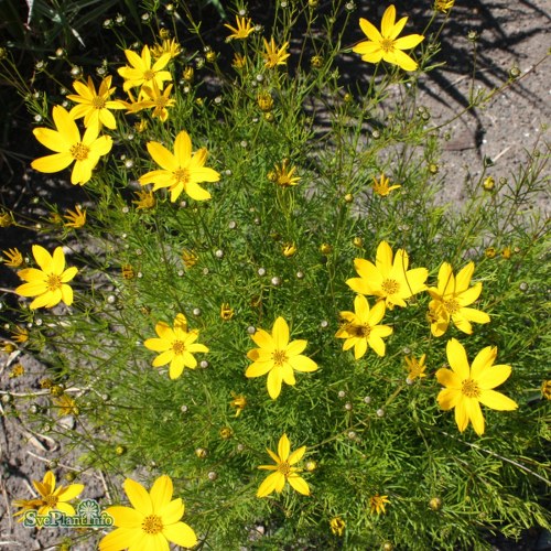 Coreopsis verticillata Grandiflora