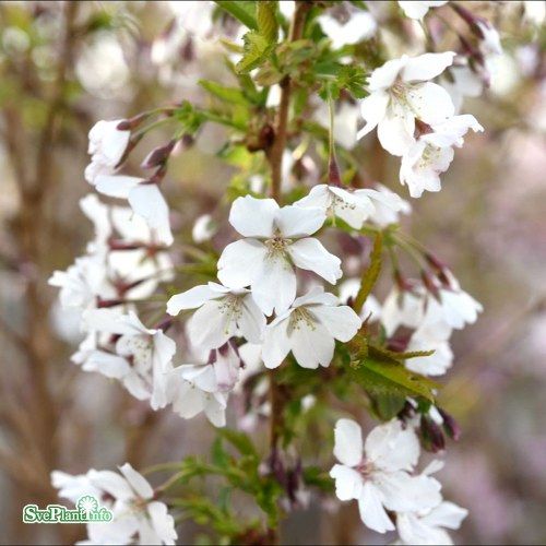 Prunus nipponica var. kurilensis Brilliant