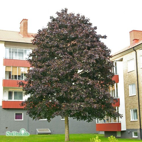 Acer platanoides Crimson King