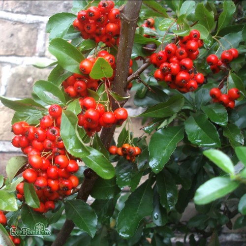 Pyracantha Orange Glow