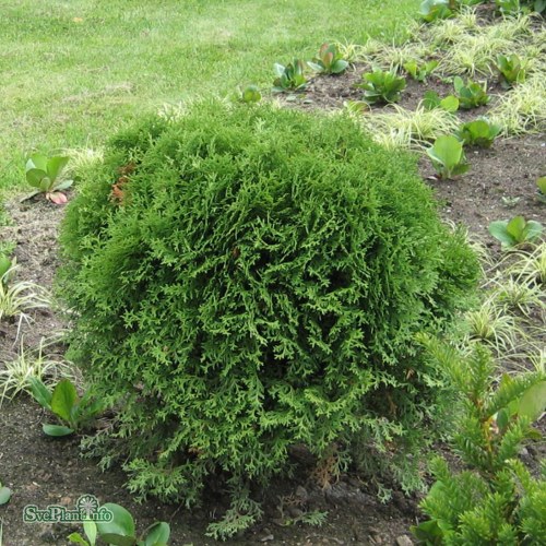Thuja occidentalis Little Champion