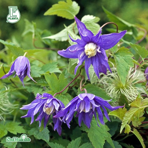 Clematis (Atragene-Gruppen) Georg PBR