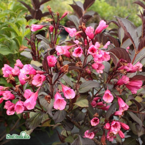 Weigela florida Alexandra