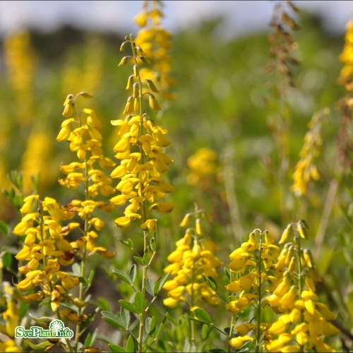 Cytisus nigricans Cyni