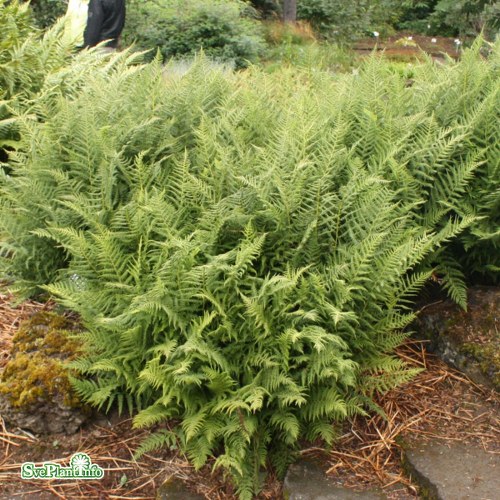 Athyrium filix-femina