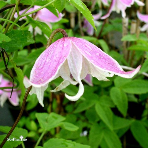 Clematis (Atragene) Propertius