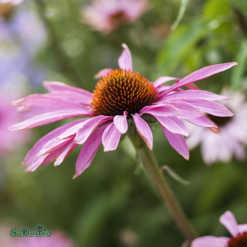 Echinacea purpurea Magnus
