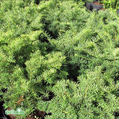 Taxus  media Brownii