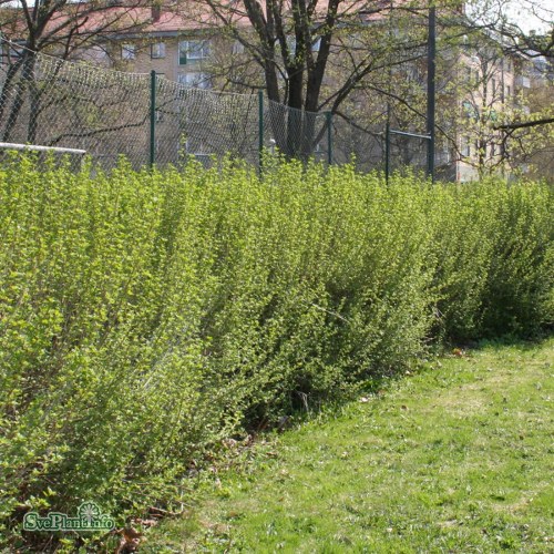 Ribes alpinum Schmidt