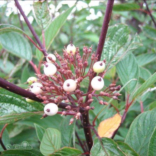 Cornus alba Kesselringii