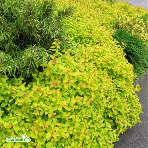 Spiraea japonica GOLDEN PRINCESS