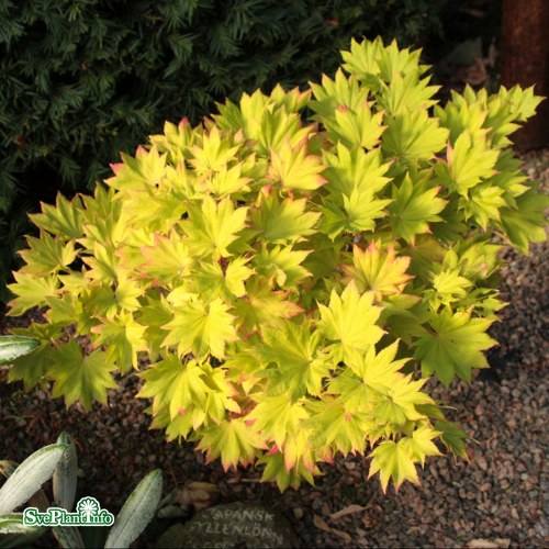 Acer shirasawanum Aureum