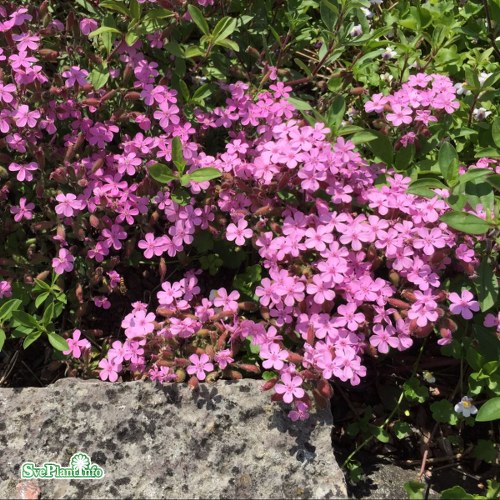 Saponaria ocymoides